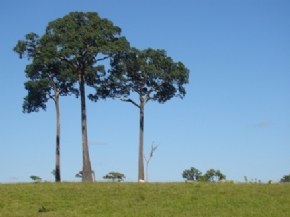 2662009-115210-pasto.jpg